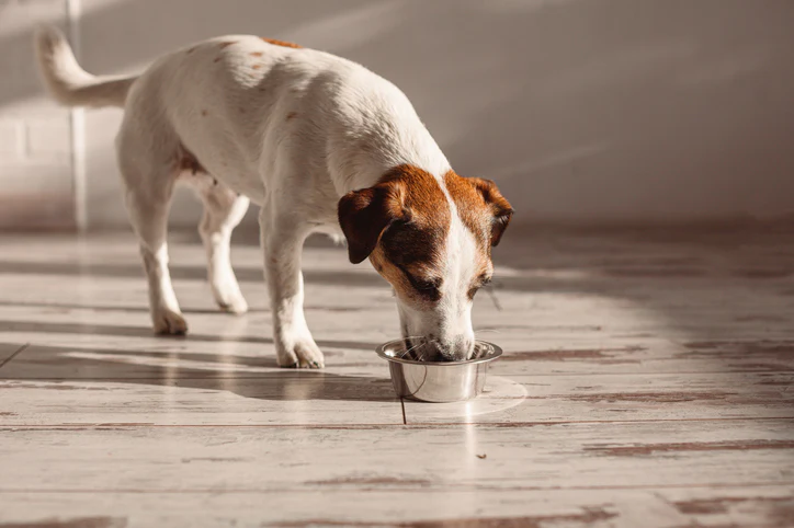 The role of diet in preventing disease in pets