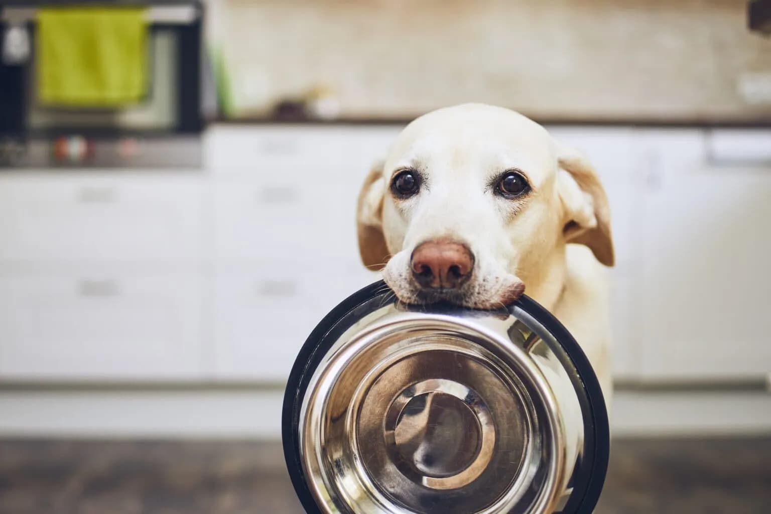 Feeding your dog a complete guide to foods to avoid
